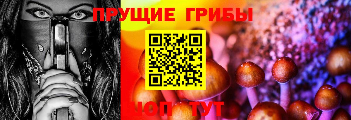 Псилоцибиновые грибы Psilocybine cubensis Барабинск